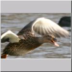 Anas platyrhynchos - Stockente 07.jpg